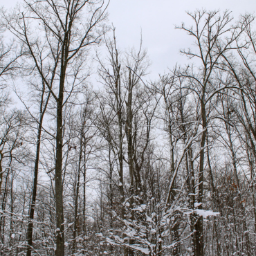 Winter Trees - Richfield Woods Park