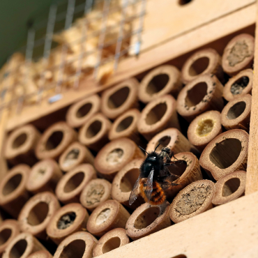 Mason Bee House Workshop (370x370)