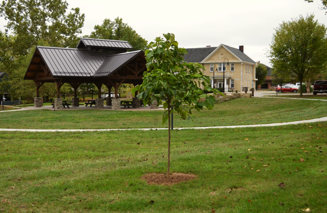 Village Green Trees (5)